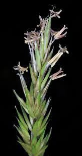 Attēlu rezultāti vaicājumam “Anthoxanthum odoratum flower”