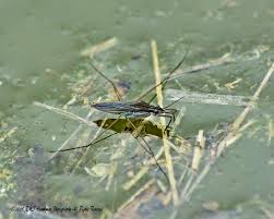 Attēlu rezultāti vaicājumam “Gerridae”