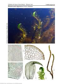 Attēlu rezultāti vaicājumam “Hamatocaulis lapponicus”