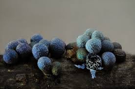 Attēlu rezultāti vaicājumam “Badhamia lilacina var. megaspora spores”