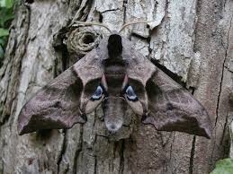 Attēlu rezultāti vaicājumam “Colostygia pectinataria female”