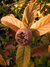 Attēlu rezultāti vaicājumam “Mespilus germanica fruit”
