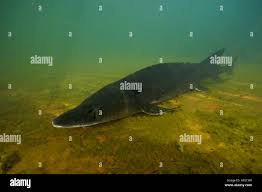 Image result for Acipenser transmontanus