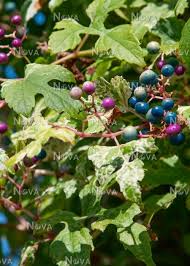 Attēlu rezultāti vaicājumam “Ampelopsis glandulosa var. brevipedunculata”