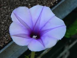 Image result for Ipomoea Lavender