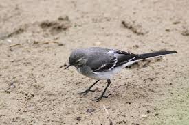 Attēlu rezultāti vaicājumam “Motacilla alba juvenile”