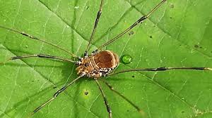 Attēlu rezultāti vaicājumam “Opiliones”