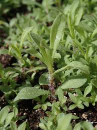 Attēlu rezultāti vaicājumam “Silene tatarica”