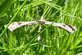 Attēlu rezultāti vaicājumam “Platyptilia gonodactyla”