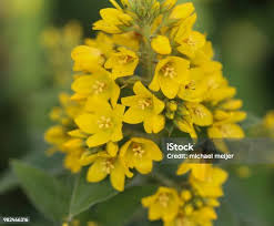 Attēlu rezultāti vaicājumam “Lysimachia vulgaris flower”