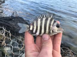 Image result for Archosargus probatocephalus