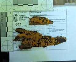 Attēlu rezultāti vaicājumam “Orbilia sp.”