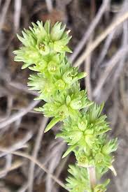 Attēlu rezultāti vaicājumam “Scleranthus annuus flower”