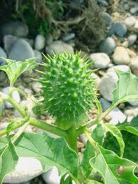 Image result for Datura stramonium