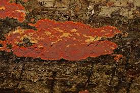 Attēlu rezultāti vaicājumam “Phlebia serialis”