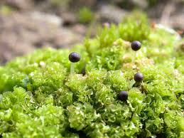 Attēlu rezultāti vaicājumam “Fossombronia wondraczekii sporophyte”