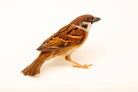 Image result for Passer montanus