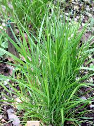 Attēlu rezultāti vaicājumam “Melica nutans flower”