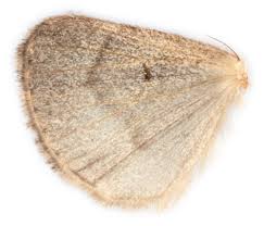 Attēlu rezultāti vaicājumam “Hypena crassalis”