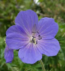 Attēlu rezultāti vaicājumam “Geranium palustre fruit”