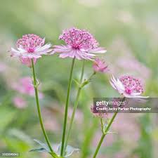 Attēlu rezultāti vaicājumam “Astrantia major flower”