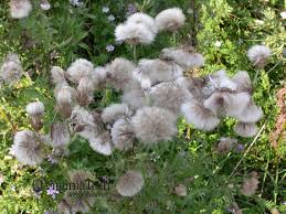 Attēlu rezultāti vaicājumam “Cirsium x rigens”