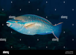 Image result for Scarus taeniopterus