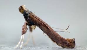 Attēlu rezultāti vaicājumam “Gracillaria syringella imago”