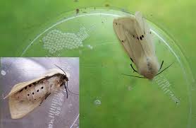 Attēlu rezultāti vaicājumam “Spilosoma lutea”