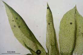 Attēlu rezultāti vaicājumam “Tortula truncata”