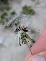 Attēlu rezultāti vaicājumam “Taraxacum suecicum flower”