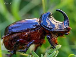 Attēlu rezultāti vaicājumam “Oryctes nasicornis”