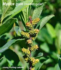 Attēlu rezultāti vaicājumam “Myrica gale fruit”