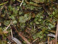 Attēlu rezultāti vaicājumam “Preissia quadrata”