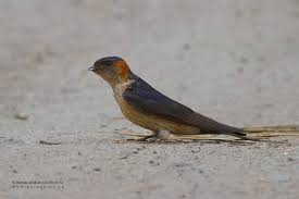 Image result for Cecropis daurica