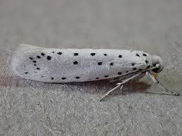 Attēlu rezultāti vaicājumam “Yponomeuta malinellus / cagnagella imago”