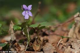 Attēlu rezultāti vaicājumam “Viola reichenbachiana”