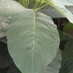 Attēlu rezultāti vaicājumam “Phytolacca acinosa leaf”