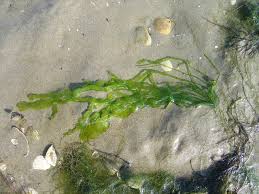 Attēlu rezultāti vaicājumam “Enteromorpha sp.”