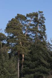 Attēlu rezultāti vaicājumam “Pinus sylvestris var. borussica”