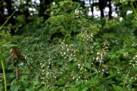 Attēlu rezultāti vaicājumam “Circaea lutetiana leaf”