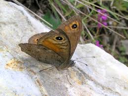 Attēlu rezultāti vaicājumam “Lasiommata maera underside”