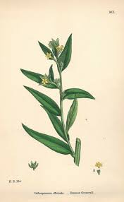 Attēlu rezultāti vaicājumam “Lithospermum officinale”