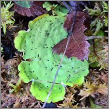 Attēlu rezultāti vaicājumam “Peltigera leucophlebia”
