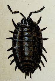 Attēlu rezultāti vaicājumam “Oniscus asellus”