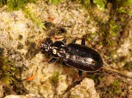 Attēlu rezultāti vaicājumam “Loricera pilicornis”