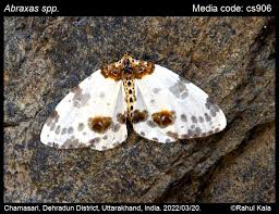 Attēlu rezultāti vaicājumam “Abraxas sylvata imago”