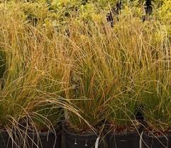 Attēlu rezultāti vaicājumam “Juncus effusus fruit”