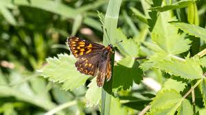 Attēlu rezultāti vaicājumam “Hamearis lucina”