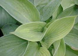 Image result for Hosta sieboldiana 'Elegans'